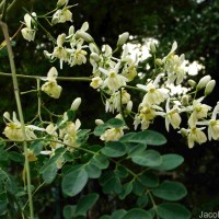 Moringa oleifera Lam.